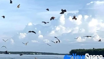 Beri makan burung helang - Pulau Ketam