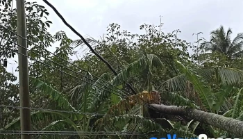 Sabah Electricity Sdn Bhd (sesb) Kudat Region - 89050 Kudat