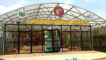 Taman Anggur Perlis - Kampung Lembah Tuwi