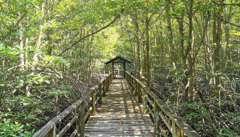 Tapak Ramsar Kota Kinabalu Wetland - Upper Likas