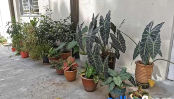 Women's Centre for Change (wcc), Pulau Pinang - Jalan Burma