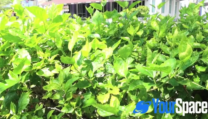 Ayu Borneo Ampang Oleh Pemilik - Ampang