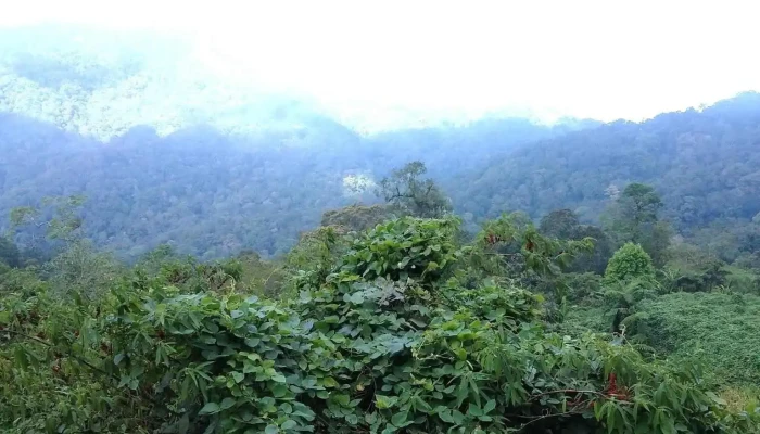 Banjaran Crocker 16 Miles Spot Kimanis Sabah Taman Negara Banjaran Crocker - Keningau