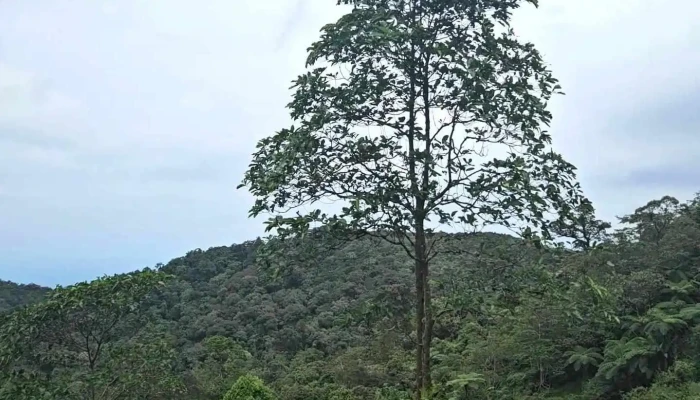 Banjaran Crocker 16 Miles Spot Kimanis Sabah Video - Keningau