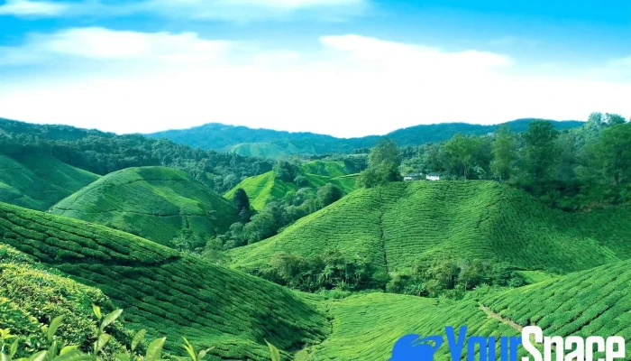 Boh Sungai Palas Tea Centre -  Pengeluar Teh - Brinchang