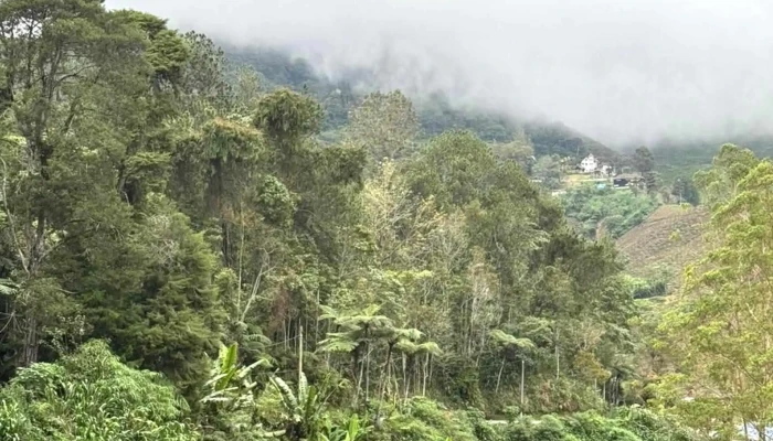 Boh Viewpoint -  Alamat - Brinchang