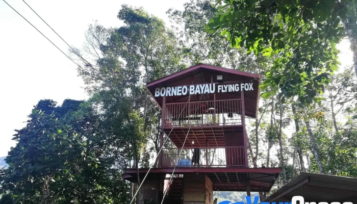 Borneo Bayau Flying Fox - 89150 Kota Belud