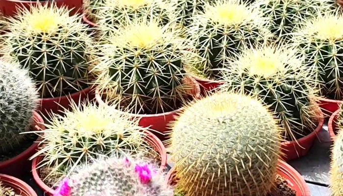 Cactus Point Brinchang Pahang Cara Ke Sana - Brinchang