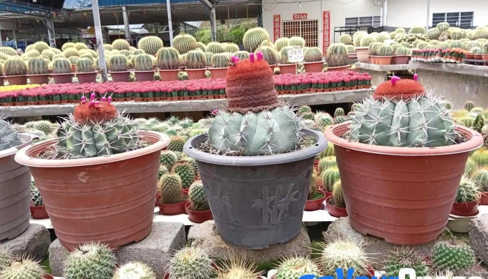 Cactus Point Brinchang Pahang Tempat Tarikan Pelancong - Brinchang