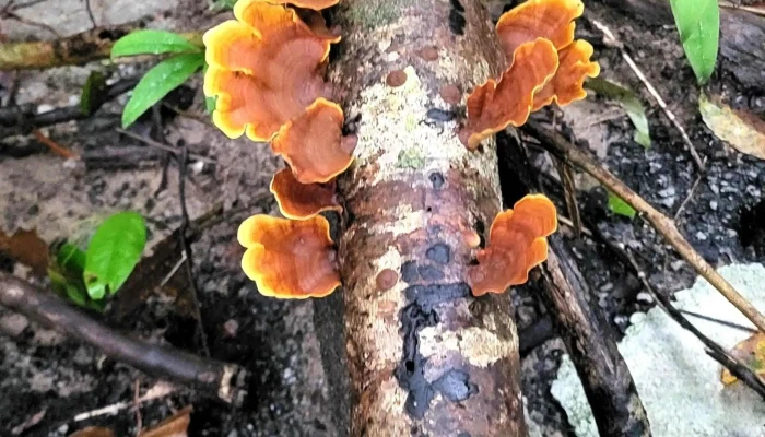 Darulaman Sanctuary -  Alamat - Langkawi