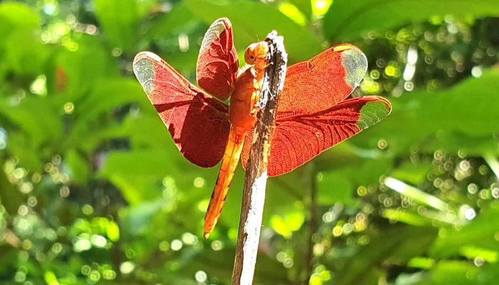 Darulaman Sanctuary -  Cara Ke Sana - Langkawi