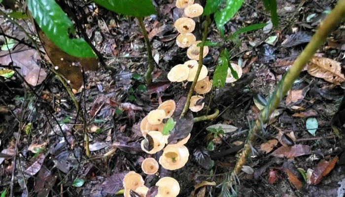 Darulaman Sanctuary -  Langkawi - Langkawi
