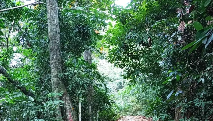 Darulaman Sanctuary -  Promosi - Langkawi