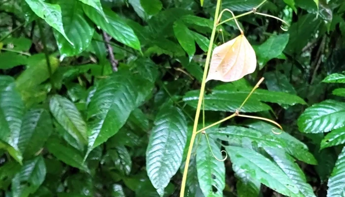 Darulaman Sanctuary -  Ulasan - Langkawi