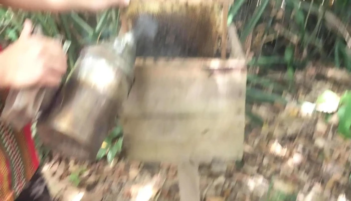 Dma Gombizau Honey Bee Kelulut Bee Laman Web - Kudat