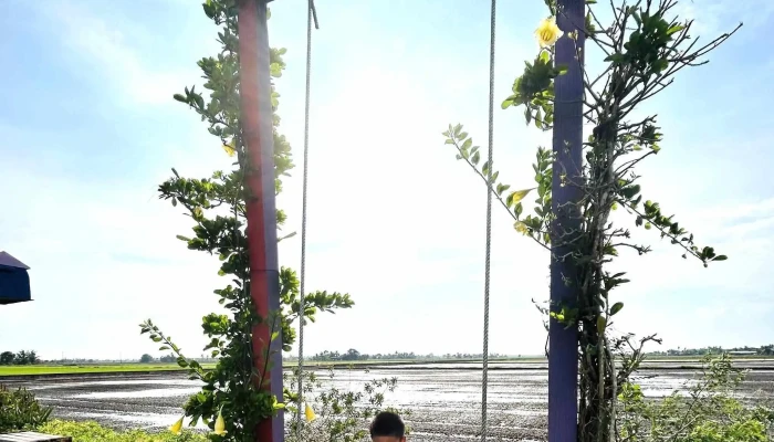 Homestay Padi Hijau -  Video - Sungai Besar