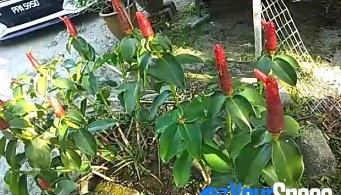 Kampung Juru -  Video - Simpang Ampat