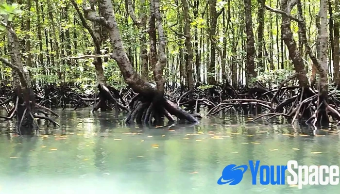 Kilim Geoforest Park -  Terkini - Langkawi