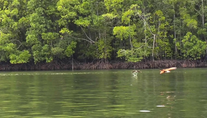 Kilim Geoforest Park -  Video - Langkawi
