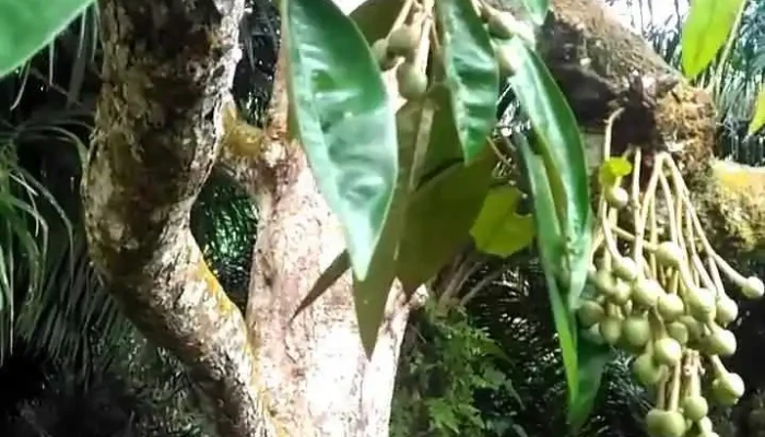 Pekan Nanas -  Video - Pekan Nanas