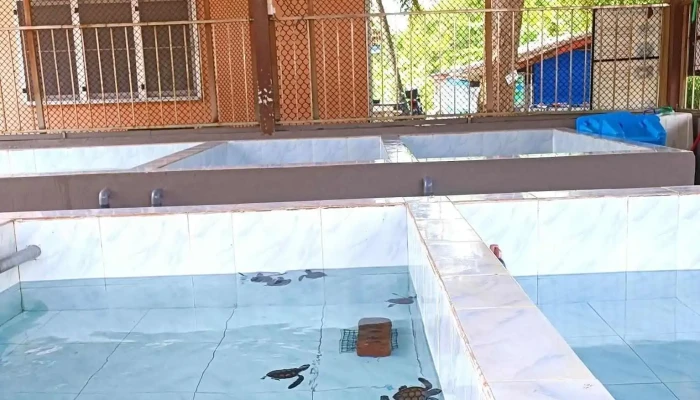 Pusat Konservasi Dan Penerangan Penyu Pkpp Segari Kawasan Perlindungan Hidupan Liar - Lumut