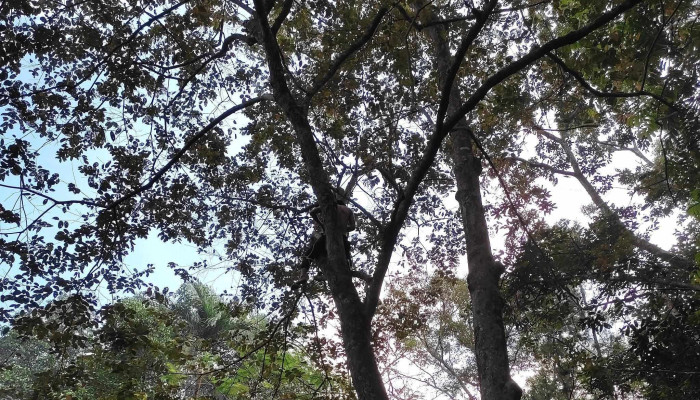 Santisukharama Meditation Centre -  Video - Kota Tinggi