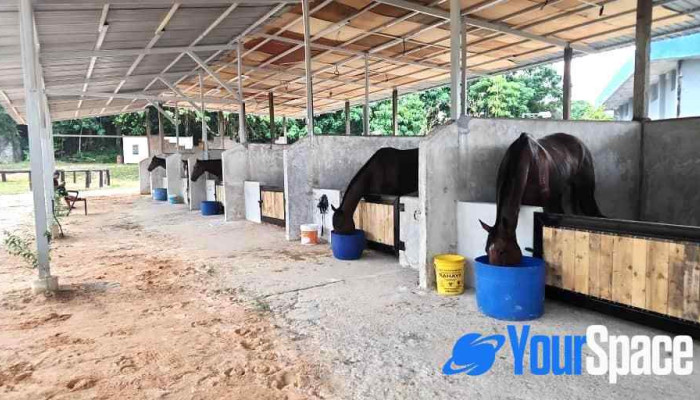 Serendah Equine Centre -  Kuda - Serendah