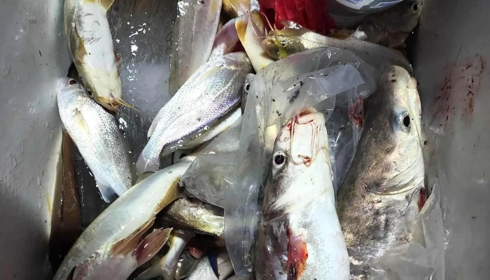 Sungai Limapulau Ketam Eco Tour Alamat - Klang