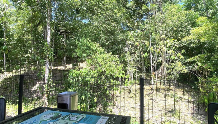 Taman Etnobotani Kesedar -  Katalog - Gua Musang