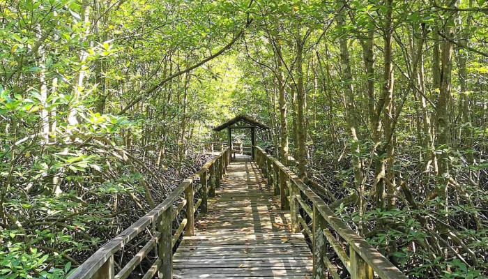 Tapak Ramsar Kota Kinabalu Wetland - Upper Likas