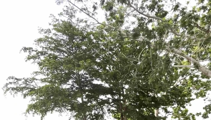 Tasik Darulaman Park -  Telefon - Jitra