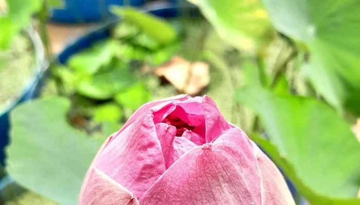 The Pulau Ketam Buddhist Association -  Di Mana - Pulau Ketam